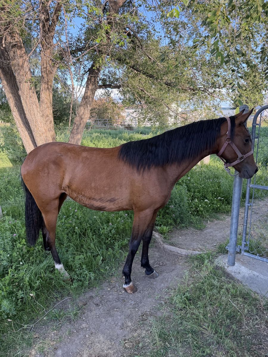 Gorgeous Foxtrotter filly yearling