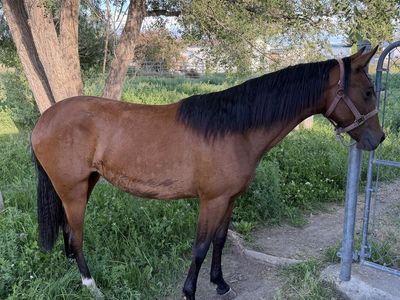 Gorgeous Foxtrotter filly yearling