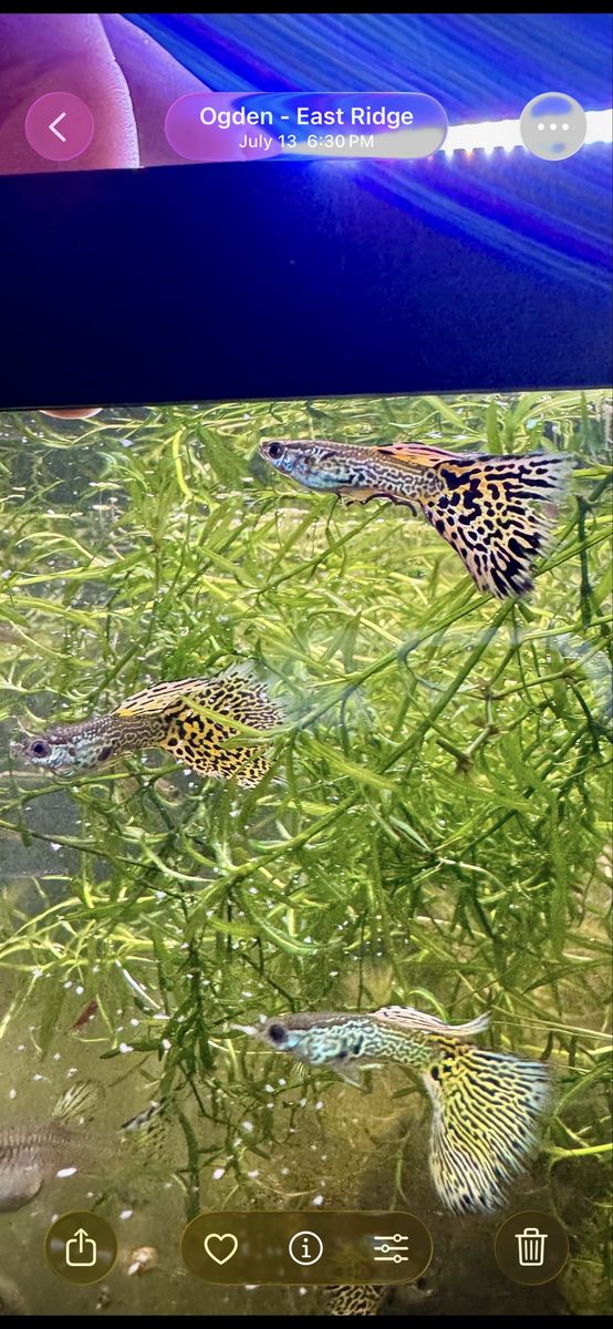 Yellow Lace Guppies
