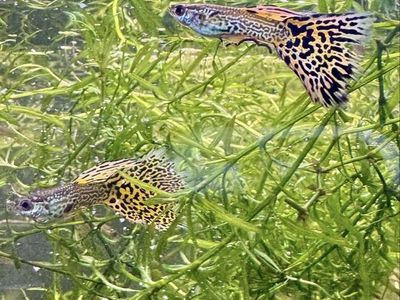 Yellow Lace Guppies
