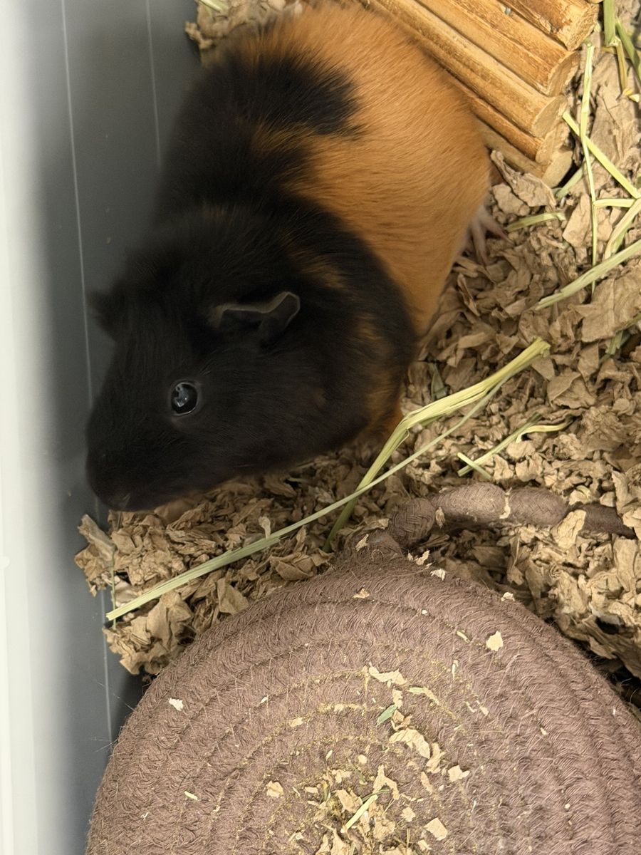 Teddy bear guinea pig