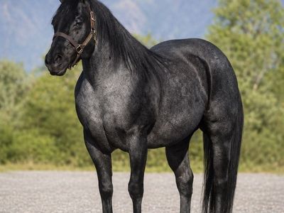 Stallion Standing / Breed Fee
