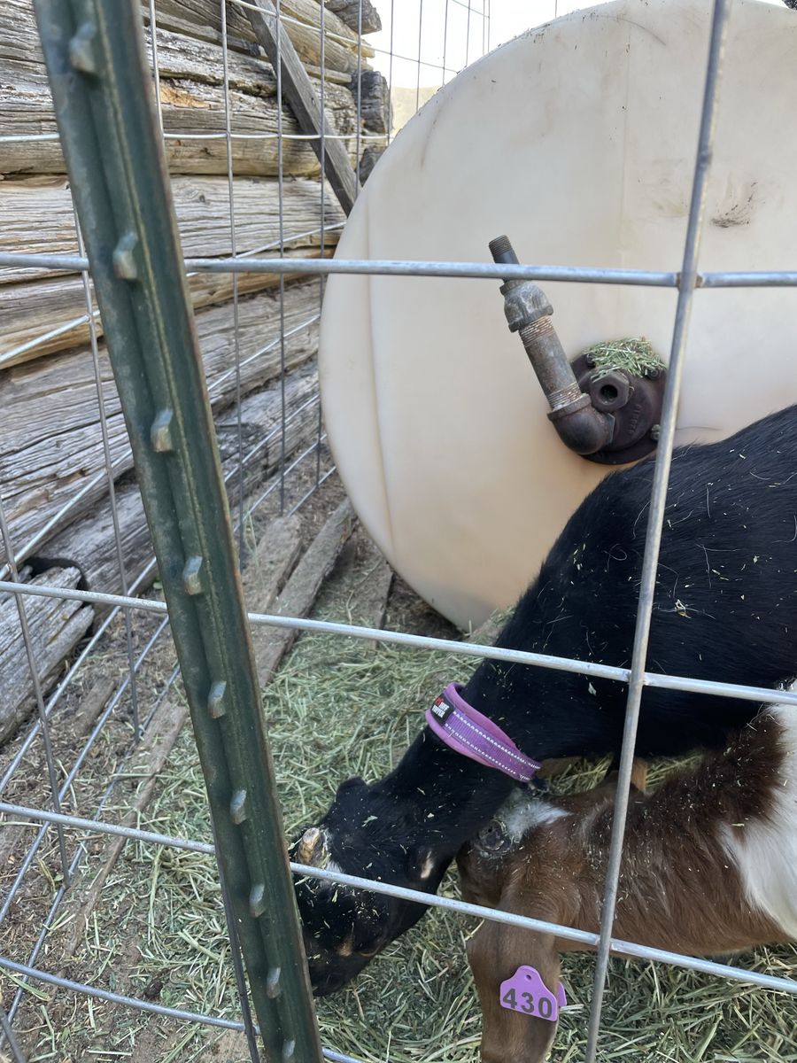 Tying goat