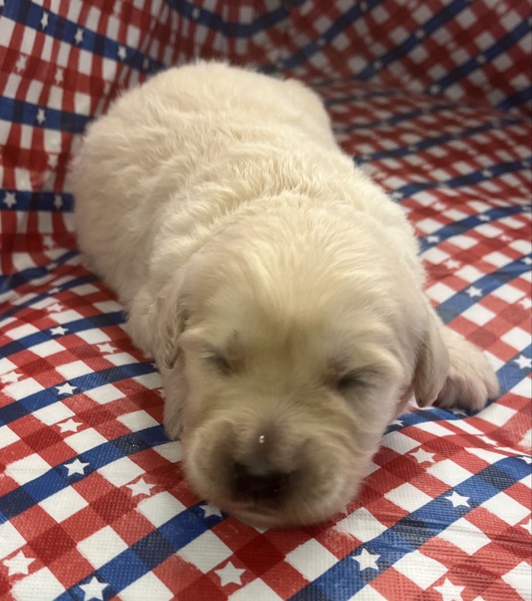Goldendoodles