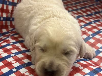 Goldendoodles