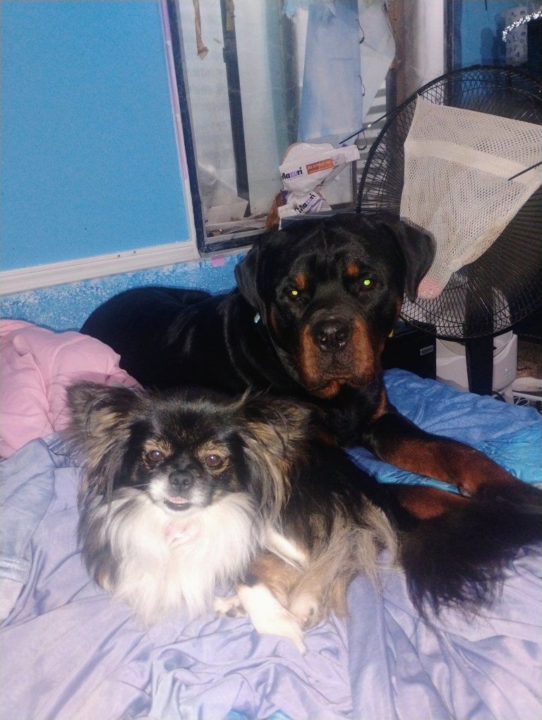 AKC Male Rottweiler