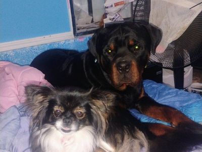 AKC Male Rottweiler