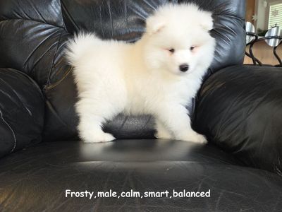 Samoyed Puppies AKC (not Poodle, Doodle, Retriever, or Shepherd )