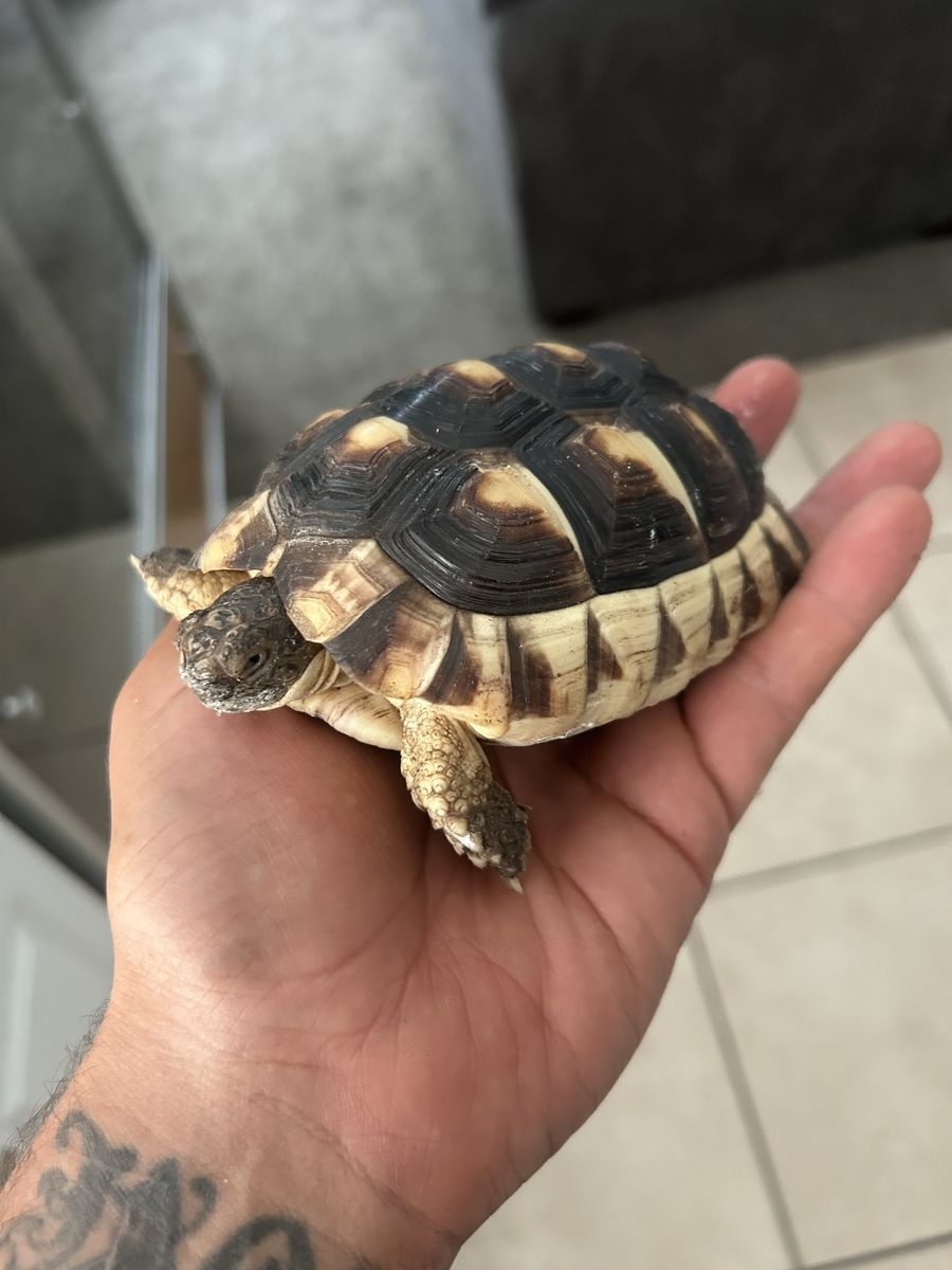 Herman’s tortoise