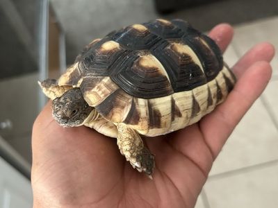 Herman’s tortoise