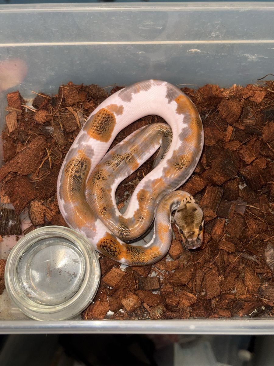 Granite Pied Burmese Python Female
