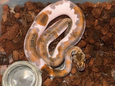 Granite Pied Burmese Python Female