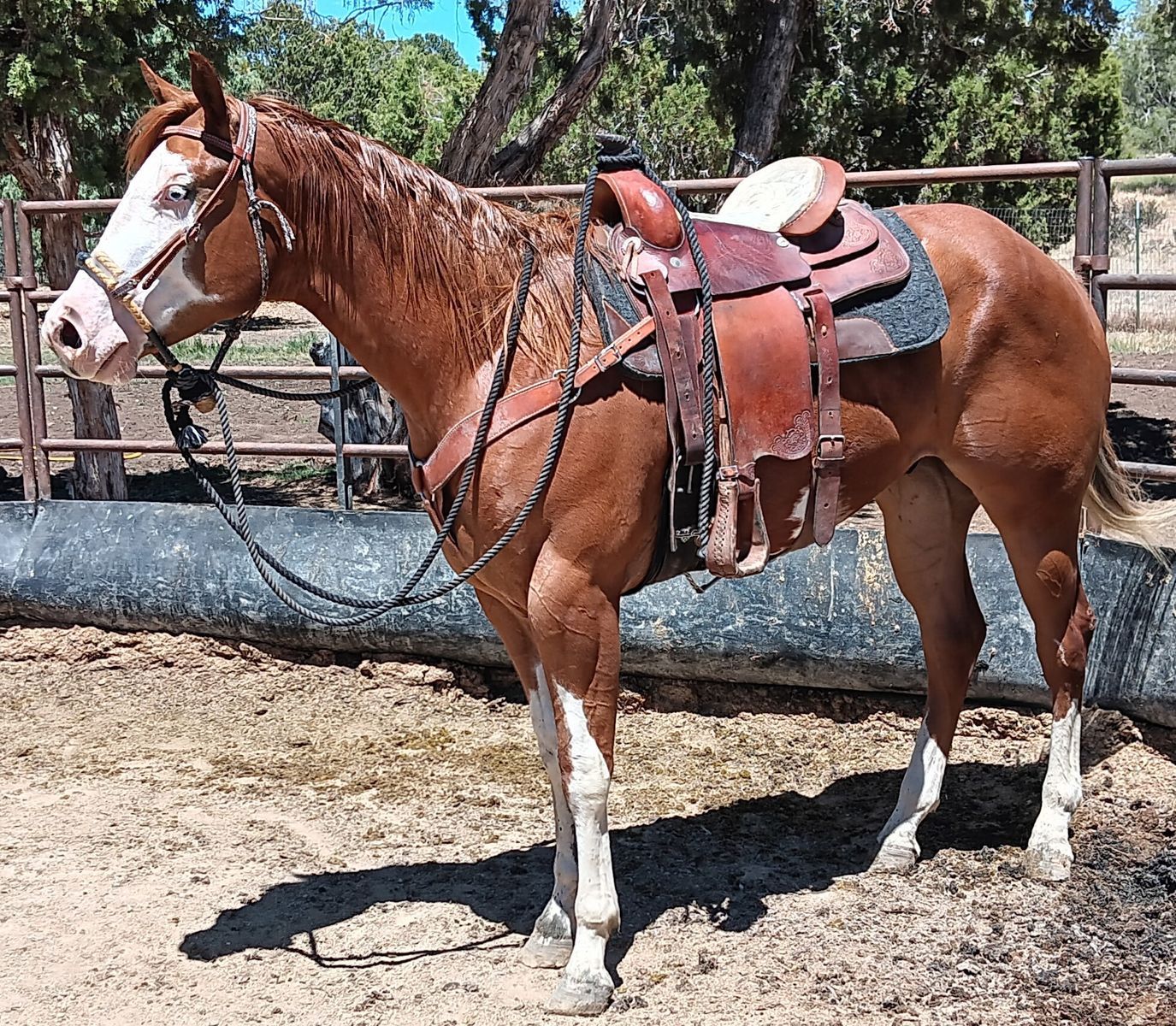 2 year old GELDING  APHA registered, Ready to start your way