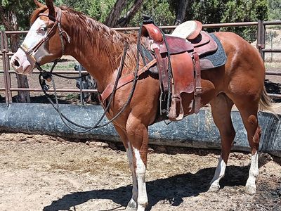 2 year old GELDING APHA registered, Ready to start your way