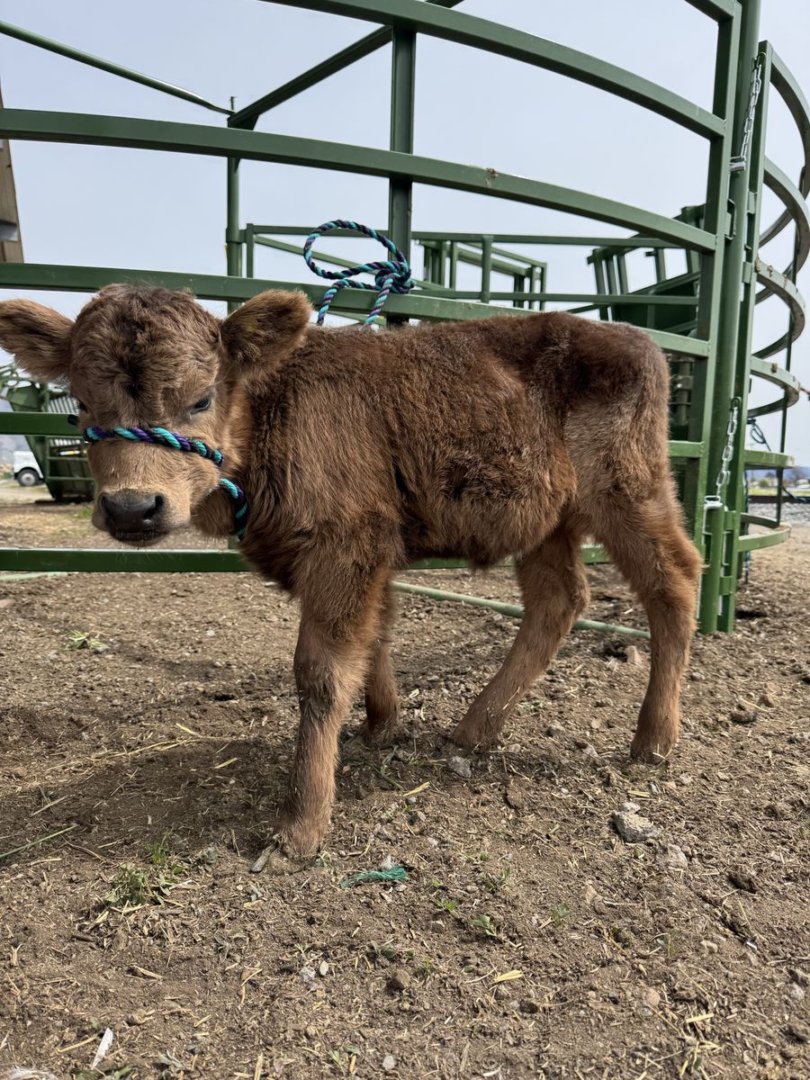 Mini Highland Heifer