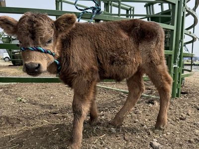 Mini Highland Heifer