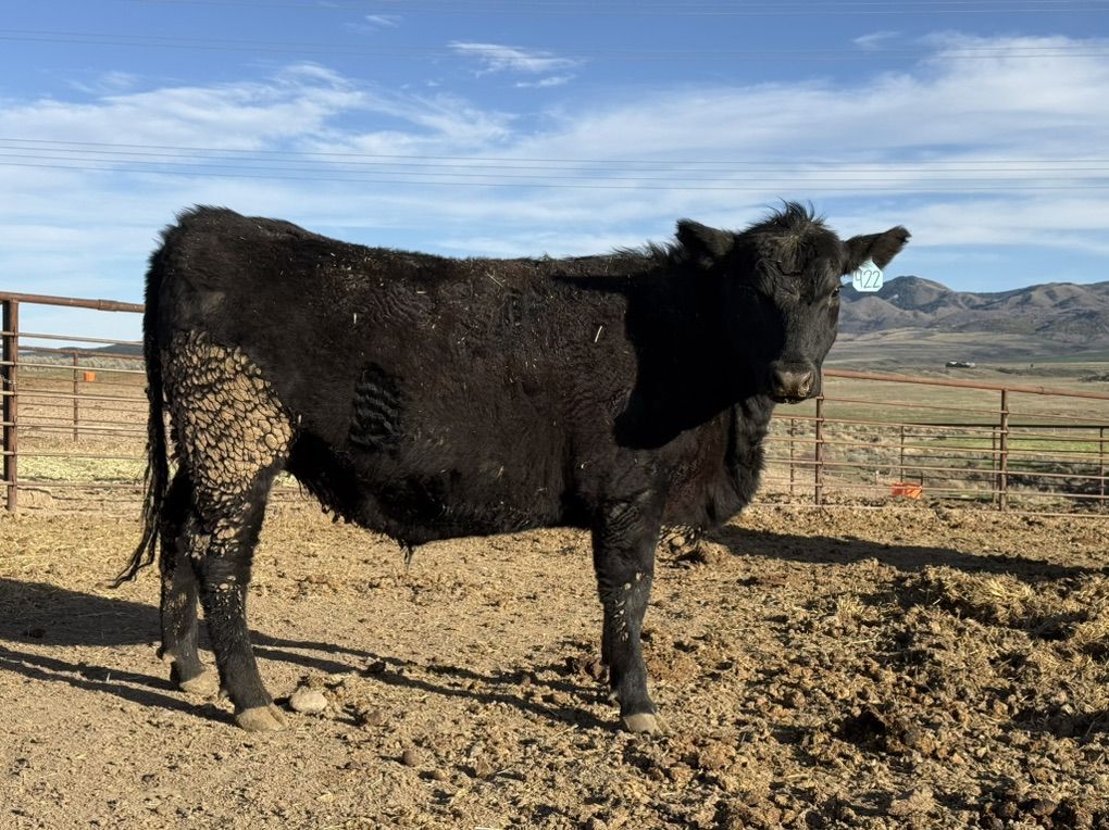 Angus Steer