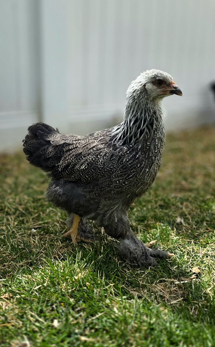 Dark Brahma Pullet
