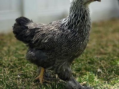 Dark Brahma Pullet