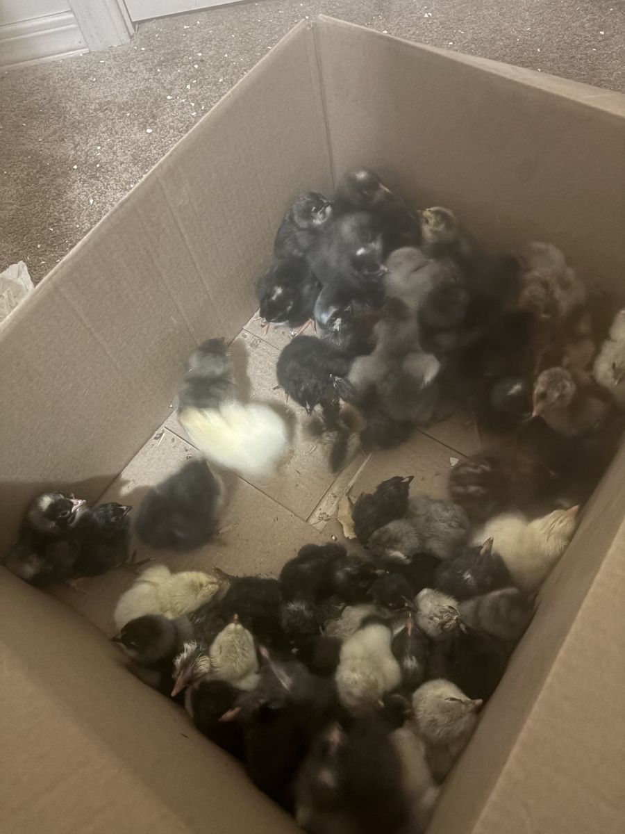 Chicks