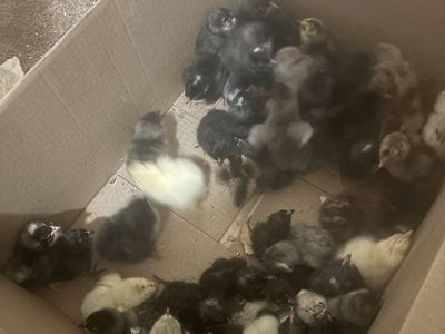 Chicks