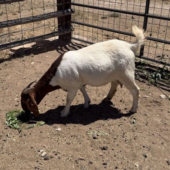 Full Boer Doe Nanny