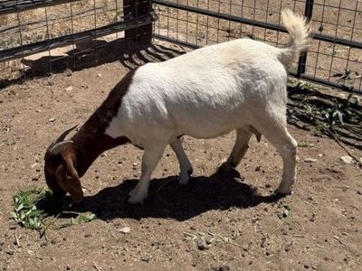 Full Boer Doe Nanny