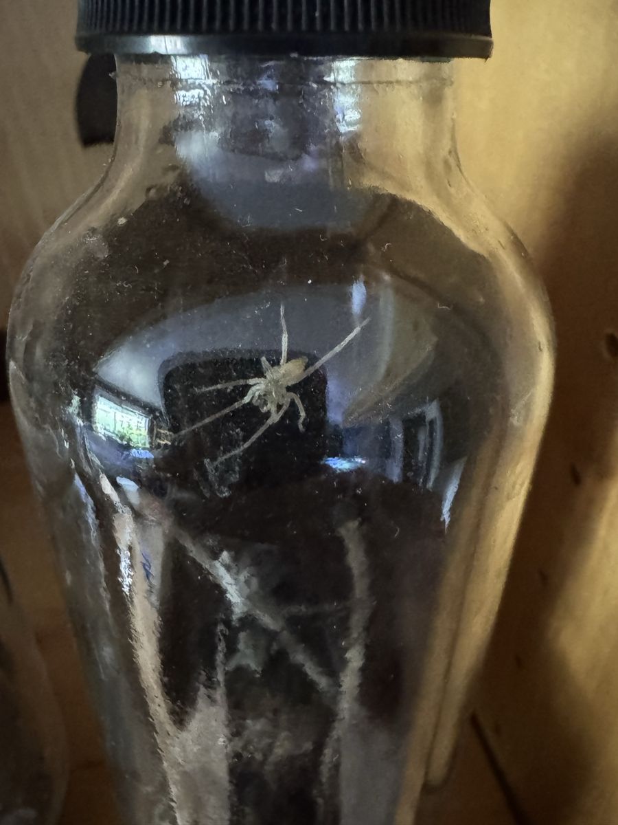 Yellow sac spider & enclosure