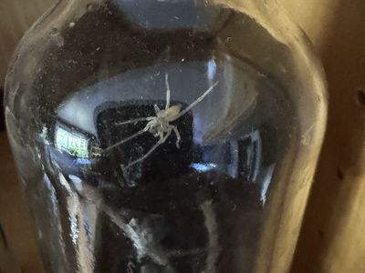 Yellow sac spider & enclosure
