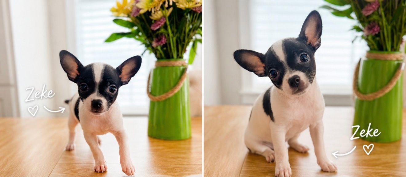 Teacup Chihuahua Males