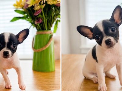 Teacup Chihuahua Males