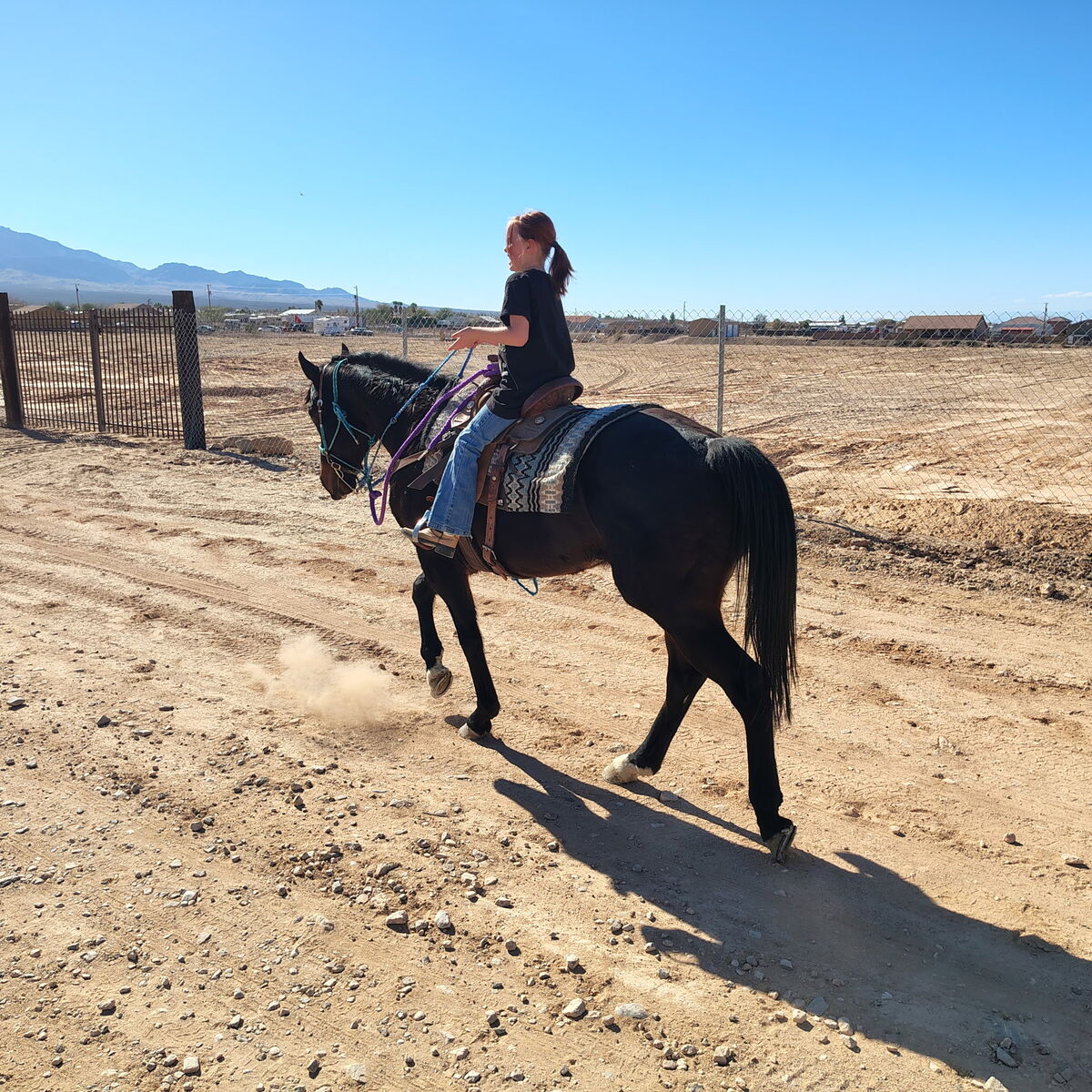 Super nice all-round gelding