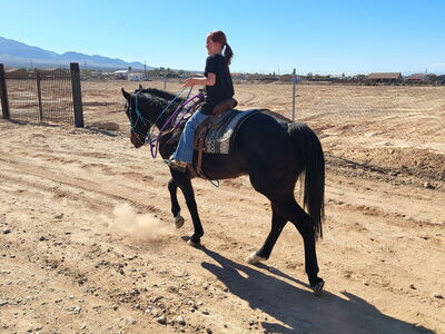 Super nice all-round gelding