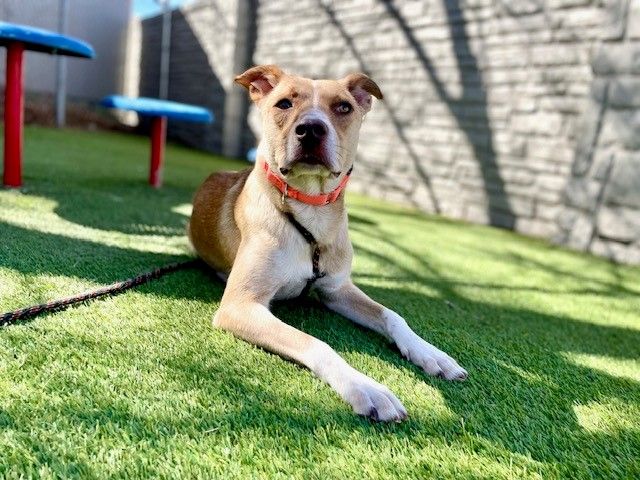 A145076 Paprika is Available for Adoption!