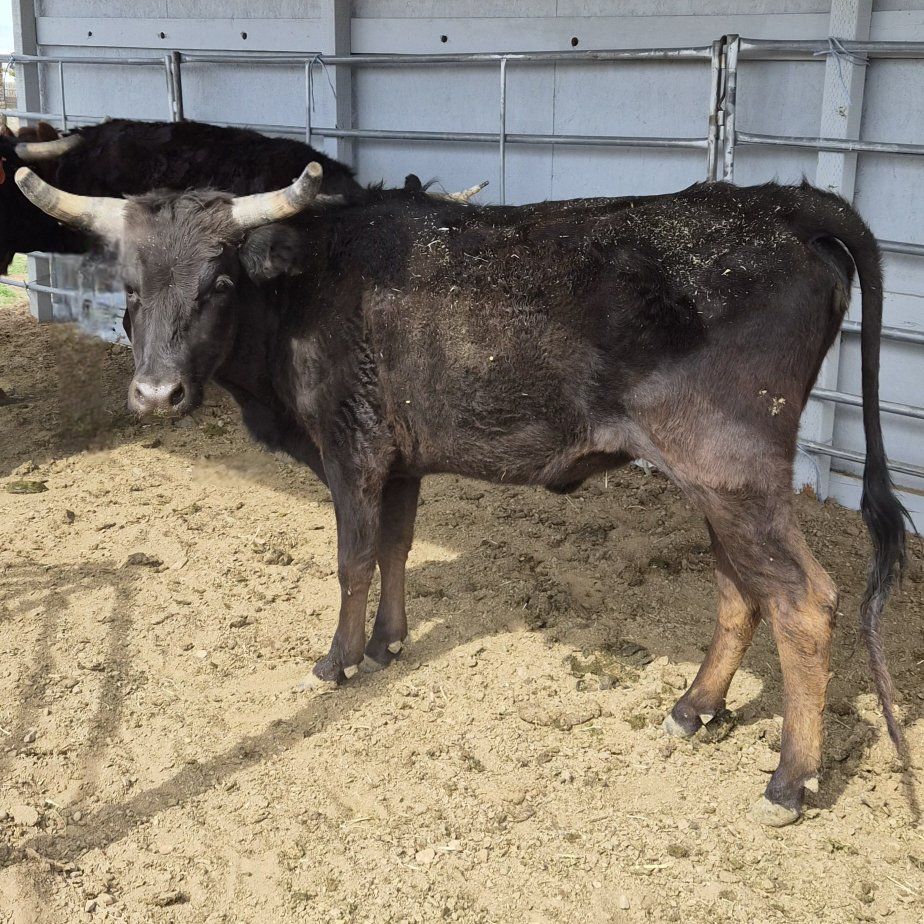 Coriente cross roping hefer

Medium plus