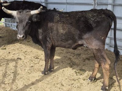 Coriente cross roping hefer
Medium plus