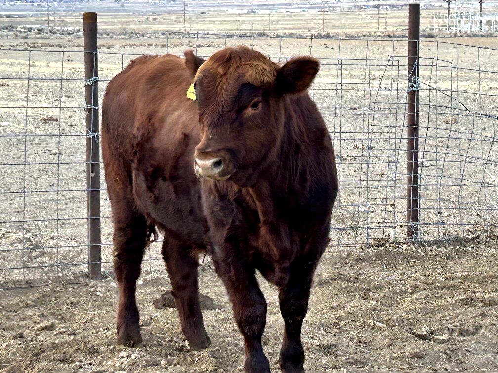 Red Angus bulls for sale