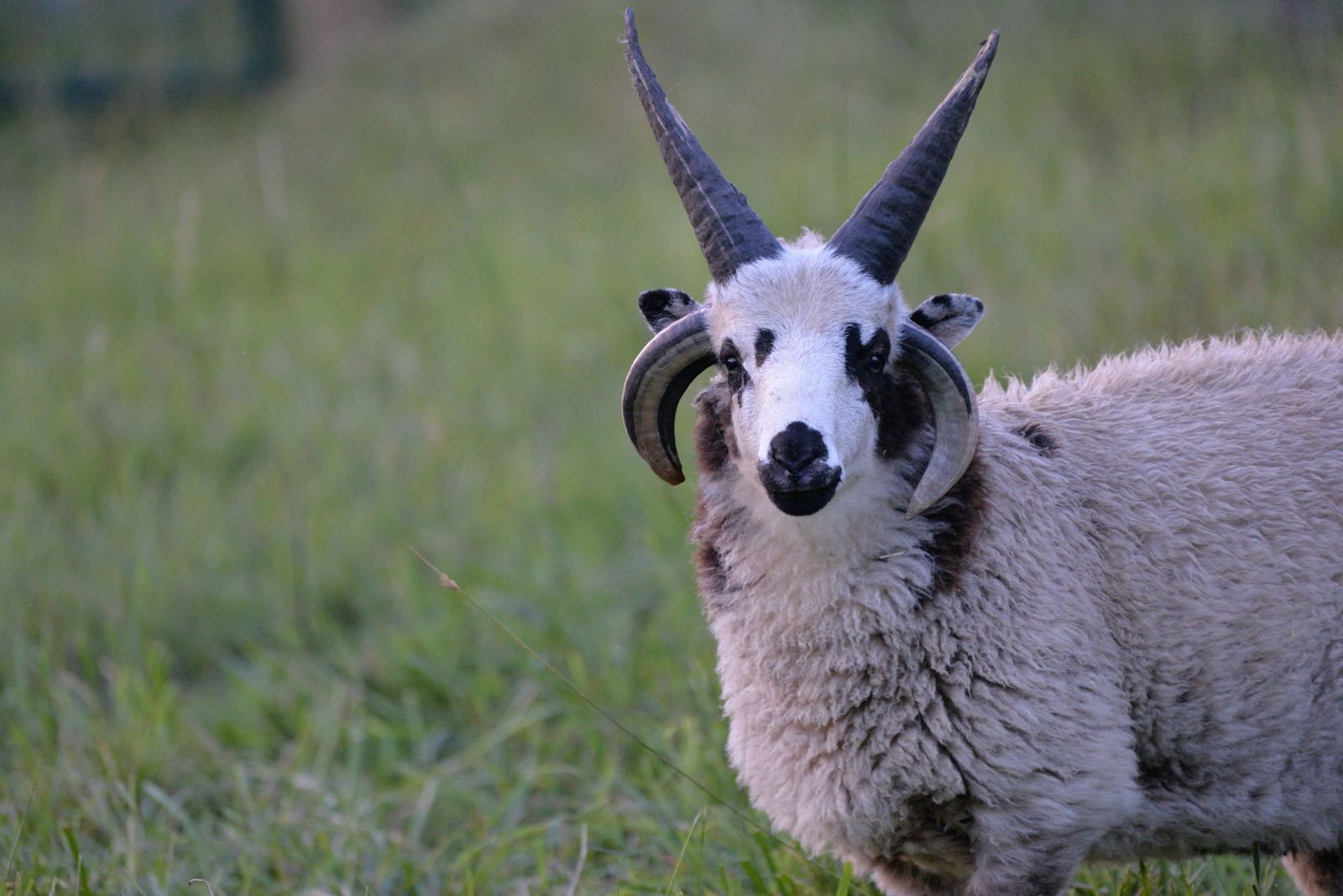 Jacob Sheep 4 Horn Ram Lamb For Sale (Benny)