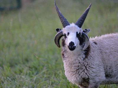 Jacob Sheep 4 Horn Ram Lamb For Sale (Benny)