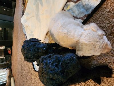 Standard Poodles(AKC)