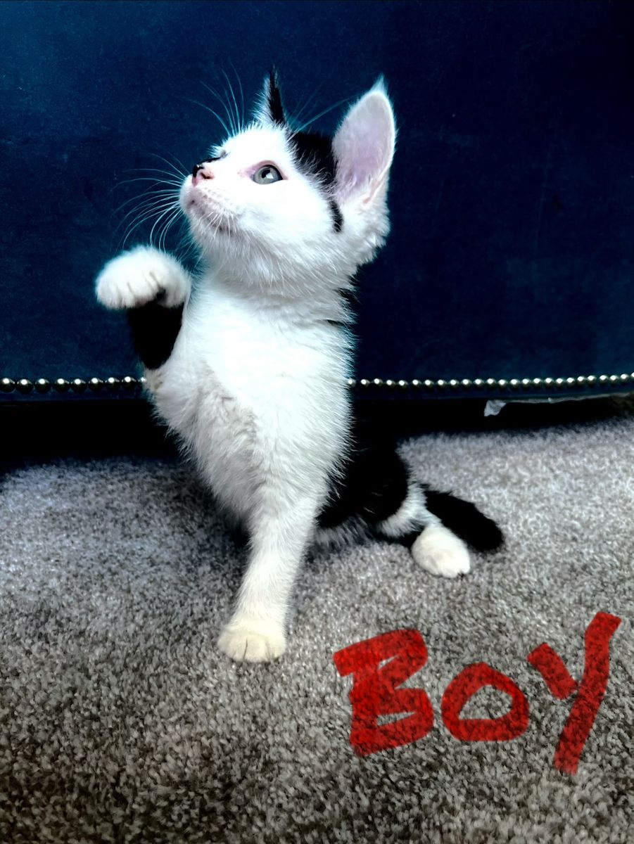 Tuxedo 8 week old Kittens