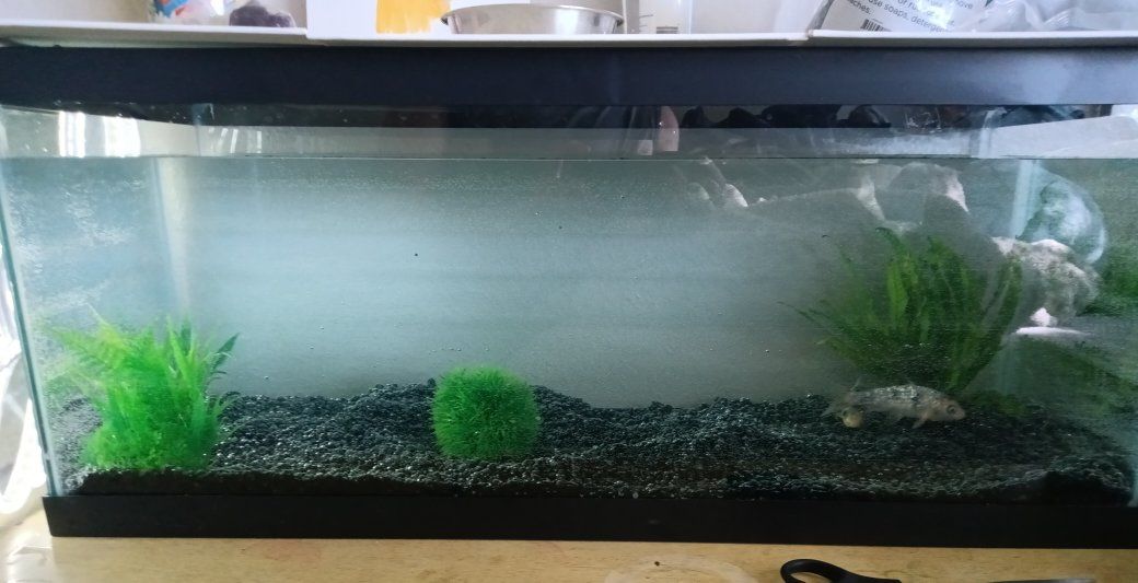 Used 20-Gallon Tank - Good Condition Fish Tank