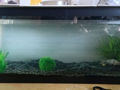 Used 20-Gallon Tank - Good Condition Fish Tank