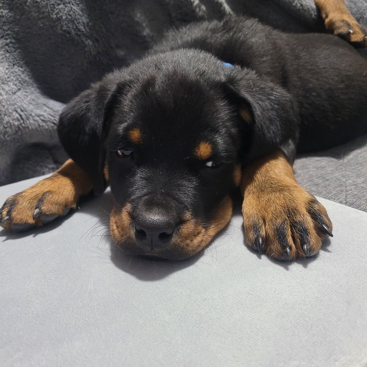 9 week old male Rottweiler puppy's, pure breed