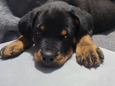 9 week old male Rottweiler puppy's, pure breed