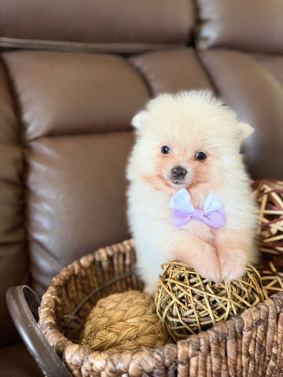 MOST ADORABLE POMERANIAN PUPPIES READY MONDAY . ONLY 5 TO 7 POUNDS FULL GROWN
