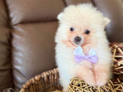 MOST ADORABLE POMERANIAN PUPPIES READY MONDAY . ONLY 5 TO 7 POUNDS FULL GROWN