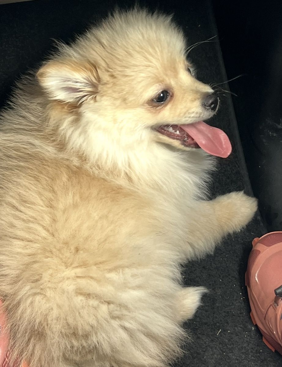 Toy Pomeranian