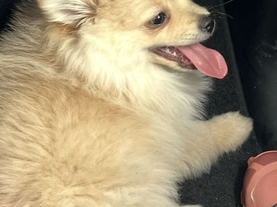 Toy Pomeranian