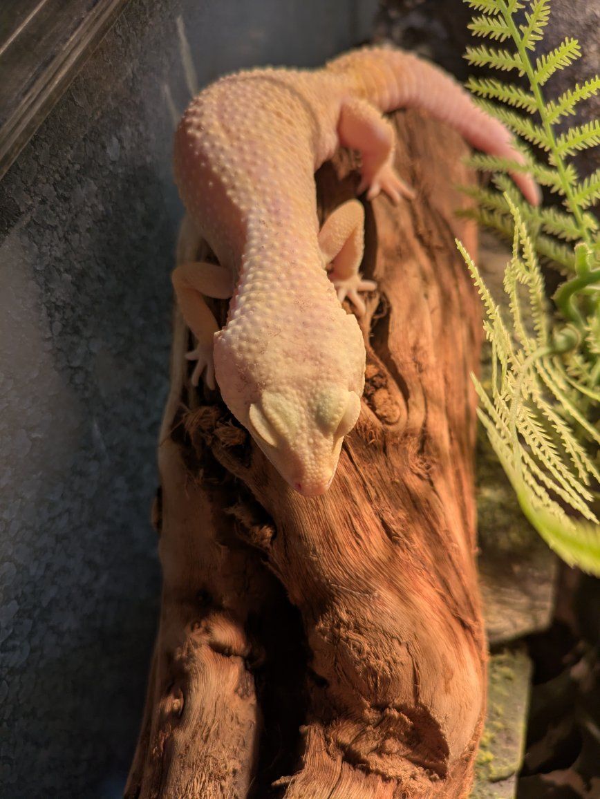 leopard gecko